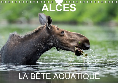 ALCES - LA BETE AQUATIQUE (CALENDRIER MURAL 2019 DIN A4 HORIZONTAL) - 13 PHOTOS D'ORIGNAUX DANS LEUR
