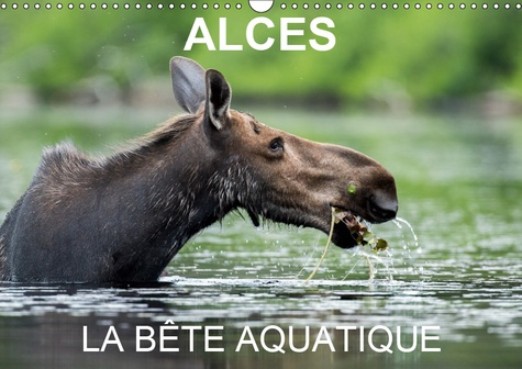 ALCES - LA BETE AQUATIQUE (CALENDRIER MURAL 2019 DIN A3 HORIZONTAL) - 13 PHOTOS D'ORIGNAUX DANS LEUR