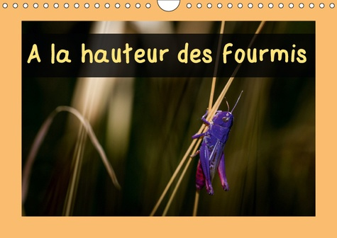 A LA HAUTEUR DES FOURMIS (CALENDRIER MURAL 2019 DIN A4 HORIZONTAL) - CALENDRIER MENSUEL, 14 PAGES AV