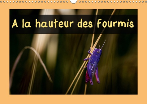 A LA HAUTEUR DES FOURMIS (CALENDRIER MURAL 2019 DIN A3 HORIZONTAL) - CALENDRIER MENSUEL, 14 PAGES AV