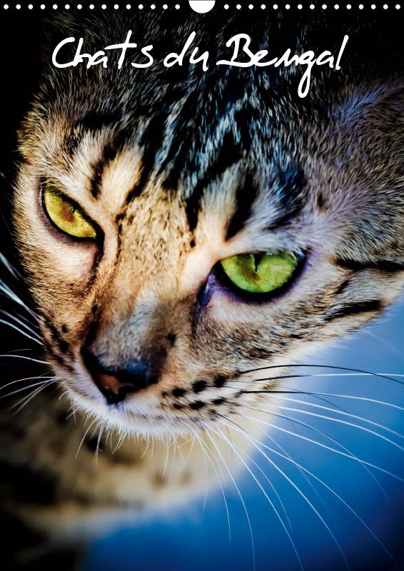 CHATS DU BENGAL (CALENDRIER MURAL 2019 DIN A3 VERTICAL) - CHATONS DU BENGAL ET LEUR MAMAN (CALENDRIE