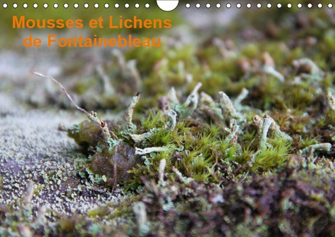MOUSSES ET LICHENS DE FONTAINEBLEAU (CALENDRIER MURAL 2019 DIN A4 HORIZONTAL) - 12 PHOTOS DES MOUSSE