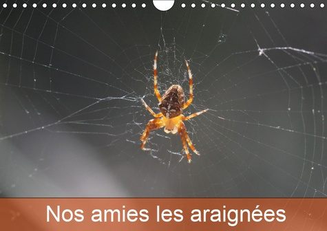 NOS AMIES LES ARAIGNEES (CALENDRIER MURAL 2019 DIN A4 HORIZONTAL) - LE MONDE DES ARAIGNEES ET DES IN