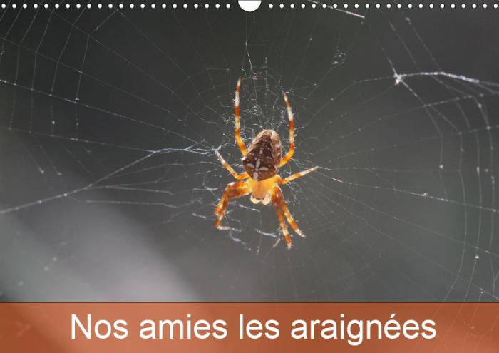 NOS AMIES LES ARAIGNEES (CALENDRIER MURAL 2019 DIN A3 HORIZONTAL) - LE MONDE DES ARAIGNEES ET DES IN