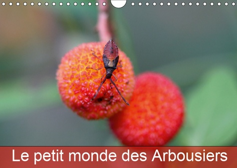 LE PETIT MONDE DES ARBOUSIERS (CALENDRIER MURAL 2019 DIN A4 HORIZONTAL) - LES INSECTES DES ARBOUSIER