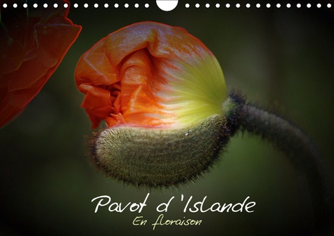 PAVOT D'ISLANDE EN FLORAISON (CALENDRIER MURAL 2019 DIN A4 HORIZONTAL) - LE PAVOT D'ISLANDE DEPUIS L