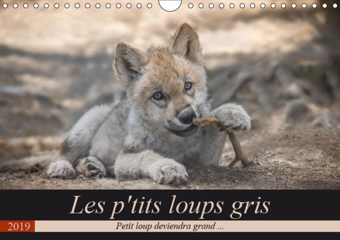 LES P'TITS LOUPS GRIS (CALENDRIER MURAL 2019 DIN A4 HORIZONTAL) - PETIT LOUP DEVIENDRA GRAND ... (CA