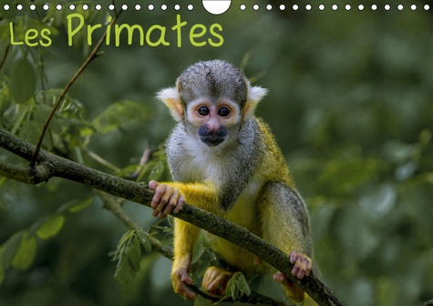 LES PRIMATES (CALENDRIER MURAL 2019 DIN A4 HORIZONTAL) - RETROUVEZ LES PORTRAITS DES PRINCIPAUX REPR