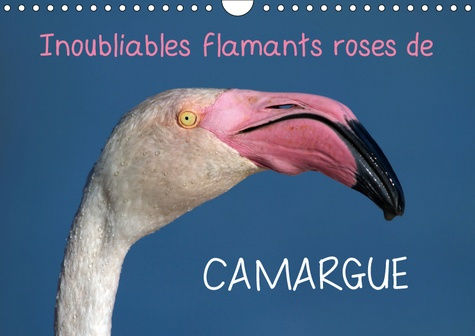 INOUBLIABLES FLAMANTS ROSES DE CAMARGUE (CALENDRIER MURAL 2019 DIN A4 HORIZONTAL) - LES FLAMANTS ROS