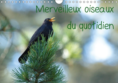 MERVEILLEUX OISEAUX DU QUOTIDIEN (CALENDRIER MURAL 2019 DIN A4 HORIZONTAL) - LE QUOTIDIEN OFFRE TANT