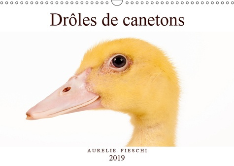 DROLES DE CANETONS (CALENDRIER MURAL 2019 DIN A3 HORIZONTAL) - D'ADORABLES CANETONS (CALENDRIER MENS