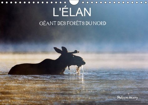 L'ELAN - GEANT DES FORETS DU NORD (CALENDRIER MURAL 2019 DIN A4 HORIZONTAL) - LES QUATRE SAISONS DE