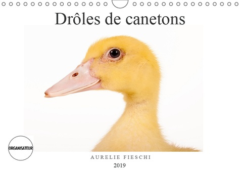 DROLES DE CANETONS (CALENDRIER MURAL 2019 DIN A4 HORIZONTAL) - D'ADORABLES CANETONS (CALENDRIER ANNI