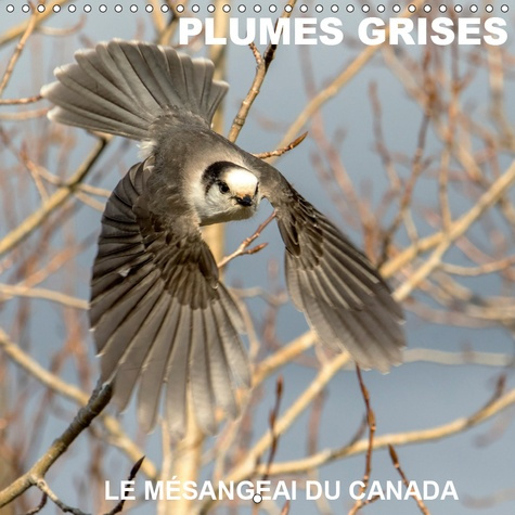 PLUMES GRISES - LE MESANGEAI DU CANADA (CALENDRIER MURAL 2019 300 * 300 MM SQUARE) - RENCONTRE AVEC