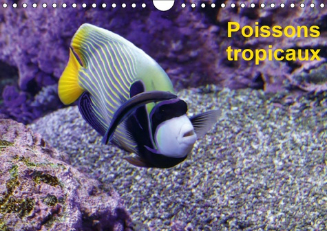 POISSONS TROPICAUX (CALENDRIER MURAL 2019 DIN A4 HORIZONTAL) - A LA DECOUVERTE DES POISONS TROPICAUX