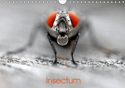INSECTUM (CALENDRIER MURAL 2019 DIN A4 HORIZONTAL) - LE MONDE FANTASTIQUE DES INSECTES (CALENDRIER M