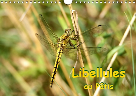 LIBELLULES AU PATIS (CALENDRIER MURAL 2019 DIN A4 HORIZONTAL) - RENCONTRE AVEC DES LIBELLULES DANS L