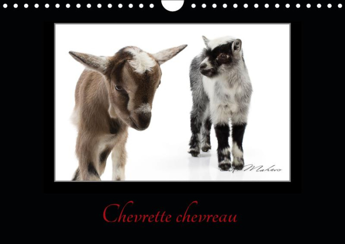 CHEVRETTE CHEVREAU (CALENDRIER MURAL 2019 DIN A4 HORIZONTAL) - LA CHEVRE UN ETRE INTELLIGENT ET CURI