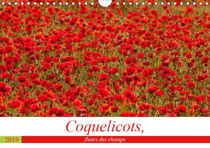 COQUELICOTS, FLEURS DES CHAMPS (CALENDRIER MURAL 2019 DIN A4 HORIZONTAL) - DES COQUELICOTS TOUTE L'A