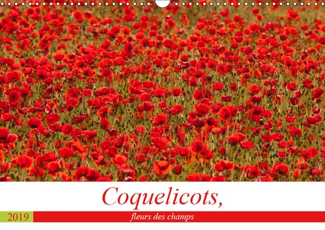 COQUELICOTS, FLEURS DES CHAMPS (CALENDRIER MURAL 2019 DIN A3 HORIZONTAL) - DES COQUELICOTS TOUTE L'A