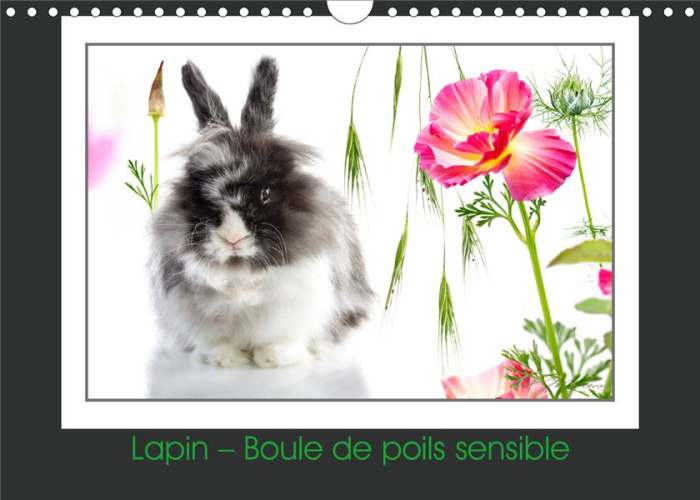 LAPIN - BOULE DE POILS SENSIBLE (CALENDRIER MURAL 2019 DIN A4 HORIZONTAL) - LAPIN ANGORA, UN ETRE VI