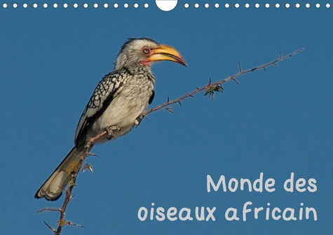 Monde des oiseaux africain (Calendrier mural 2020 DIN A4 horizontal). Des portraits d'oiseau fascina