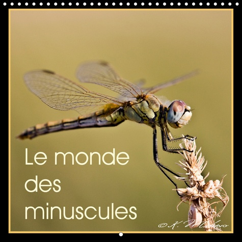 LE MONDE DES MINUSCULES (CALENDRIER MURAL 2020 300 * 300 MM SQUARE) - MISE EN BEAUTE DES ARTHROPODES