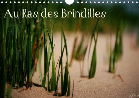 Au Ras des Brindilles (Calendrier mural 2020 DIN A4 horizontal). L'objectif au milieu des herbes (Ca