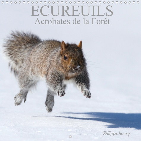 ECUREUILS. ACROBATES DE LA FORET (CALENDRIER MURAL 2020 300 * 300 MM SQUARE) - LES ECUREUILS DU QUEB