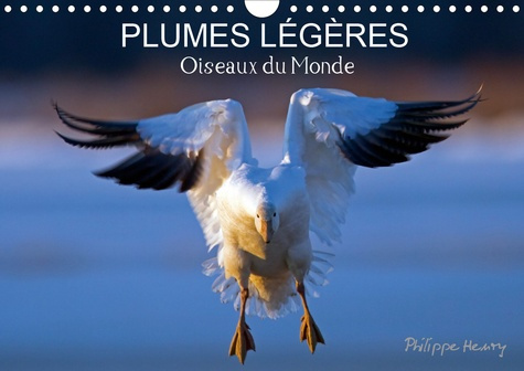 PLUMES LÉGÈRES. Oiseaux du Monde (Calendrier mural 2020 DIN A4 horizontal). Treize photos d'oiseaux