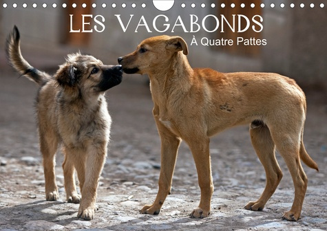 Les vagabonds à quatre pattes. Des photos inhabituelles de nos compagnons à quatre pattes, Edition 2