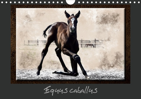 EQUUS CABALLUS (CALENDRIER MURAL 2020 DIN A4 HORIZONTAL) - CHEVAL ET EQUIPEMENT (CALENDRIER MENSUEL,
