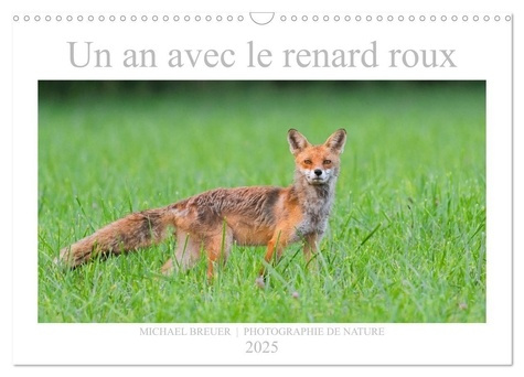 Un an avec le renard roux (Calendrier mural 2025 DIN A3 vertical), CALVENDO calendrier mensuel. Anim