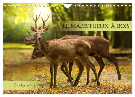 Le Majestueux à Bois (Calendrier mural 2025 DIN A4 vertical), CALVENDO calendrier mensuel. Rencontre