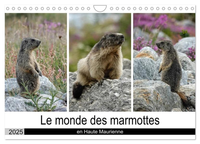 Le monde des marmottes en Haute Maurienne (Calendrier mural 2025 DIN A4 vertical), CALVENDO calendri
