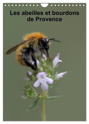 Les abeilles et bourdons de Provence (Calendrier mural 2025 DIN A4 horizontal), CALVENDO calendrier
