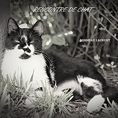 Rencontre de chat