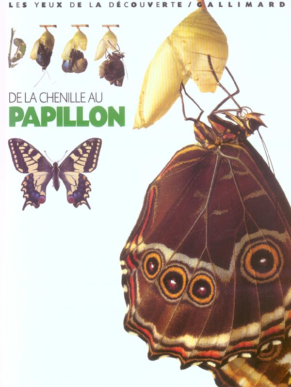 De la chenille au papillon