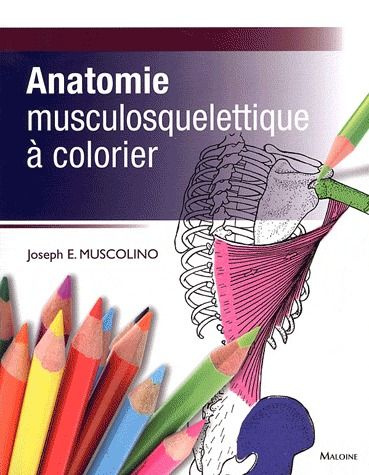Anatomie musculosquelettique à colorier