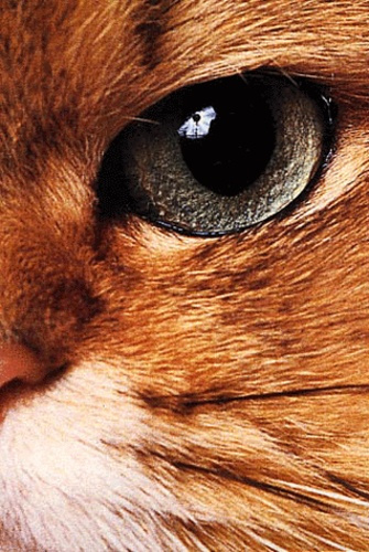 Histoires de chats et autres histoires de chats Coffret 2 volumes