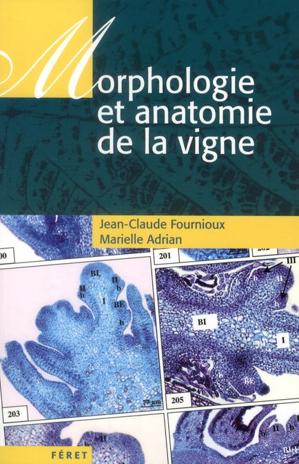 Morphologie et anatomie de la vigne
