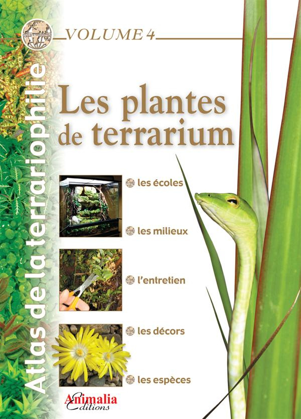 Les plantes de terrarium