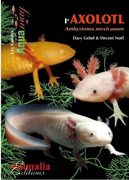 L'axolotl. Ambystoma mexicanum