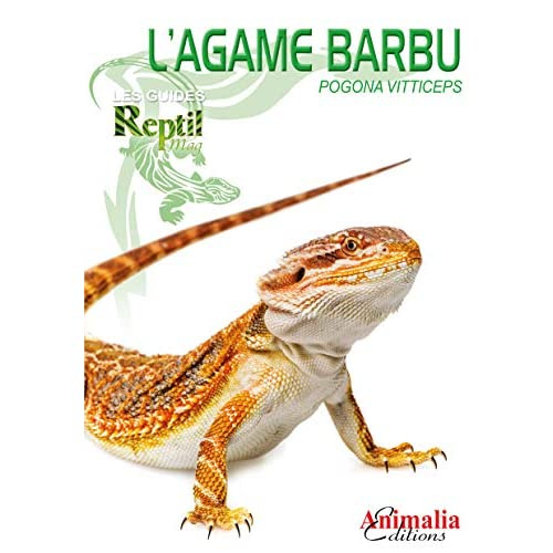 L'agame barbu - Pogona vitticeps