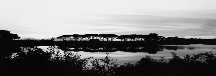 Et les pins brodaient le ciel. Edition bilingue français-anglais