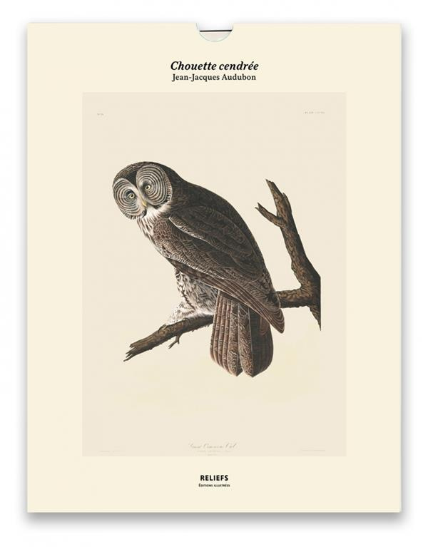 Chouette cendrée, Les oiseaux d'Amérique (1827-1838). Une illustration imprimée sur un papier de cré