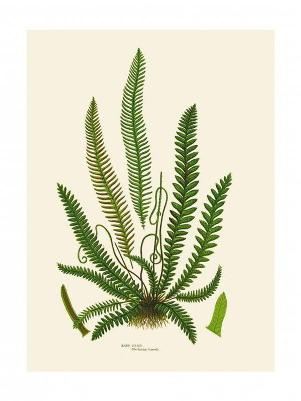 Tirage Fougères en épi. Textes en français et anglais