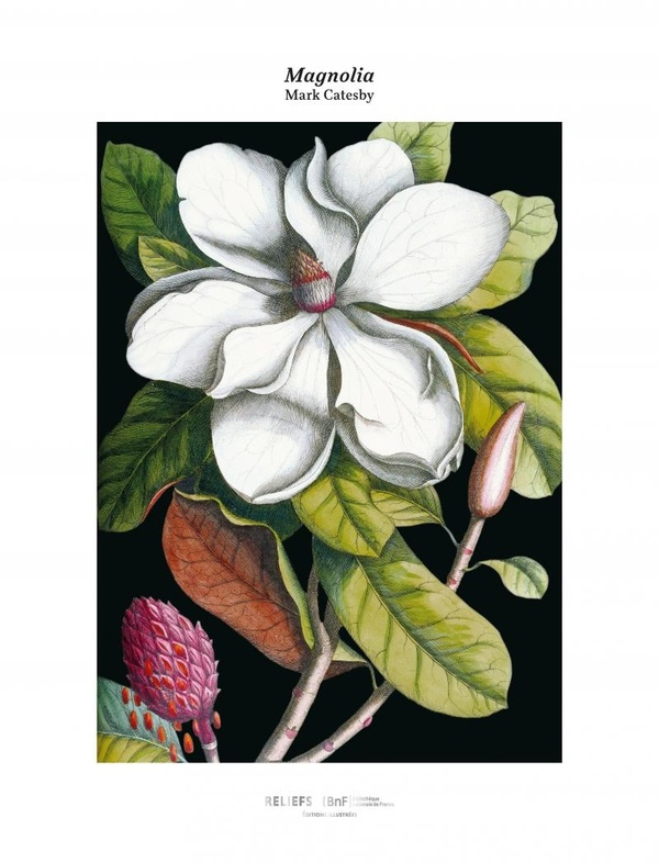 Tirage Magnolia