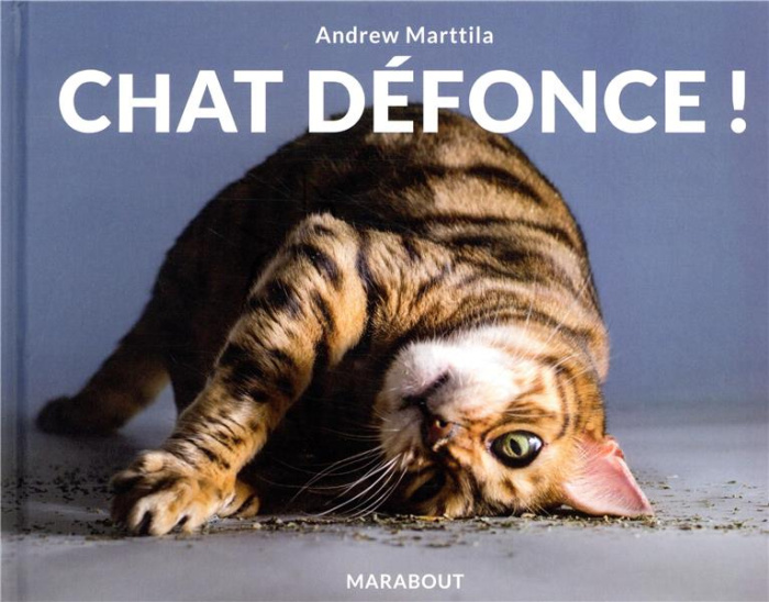 Chat défonce !
