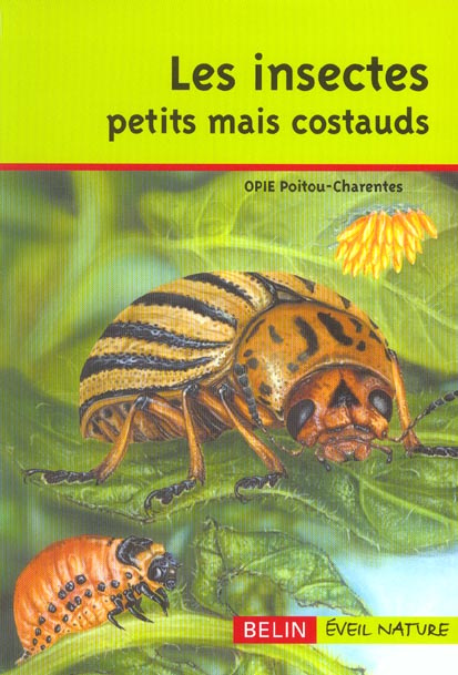 Les insectes petits mais costauds